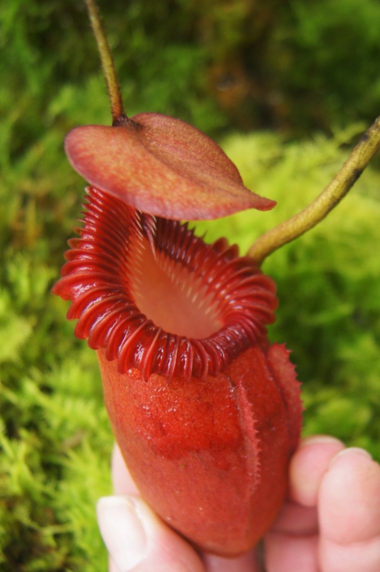 N.villosa Tambuyukon ＃1. : fukuro