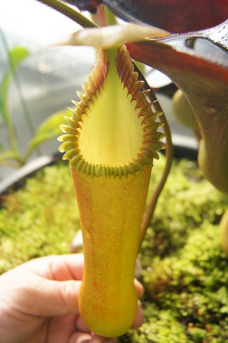 食虫植物N. edwardsiana Tambuyukon Nepenthes edwardsiana Mt. Tambuyukon – Nilsplants