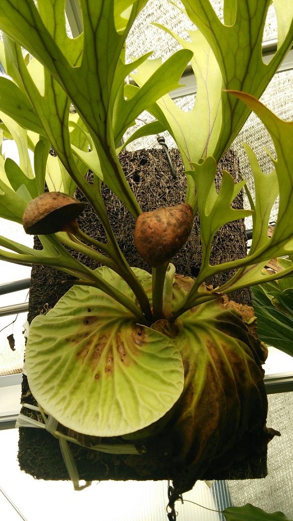 P.ridleyi / Myanmar : fukuro