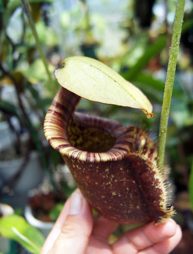 モチベーション Fukuro