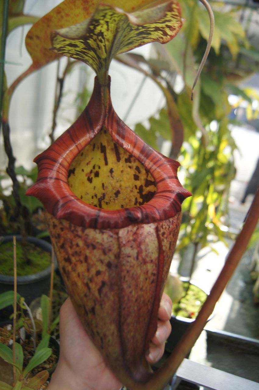 楽天市場】食虫植物 ネペンテス ビーチ バレオ × ｛〔（ローウィ