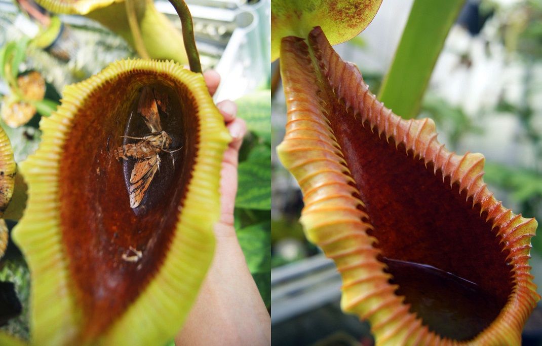 N.x trusmadiensis - BE clone2 : fukuro