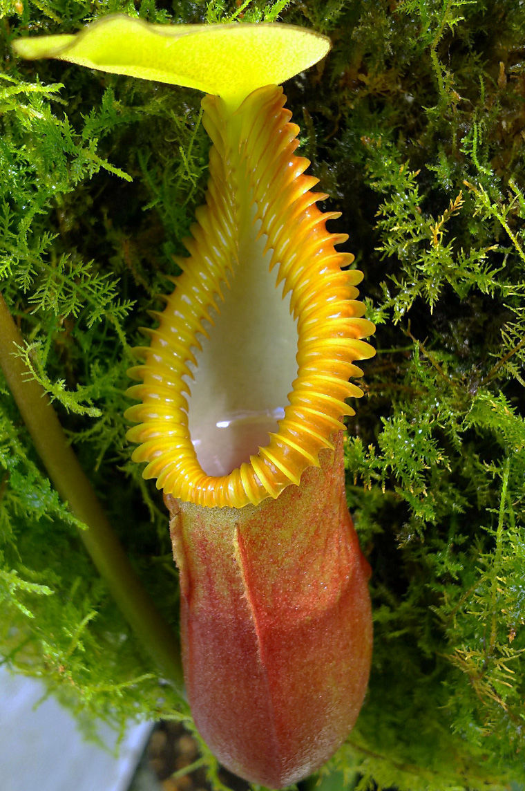 食虫植物N.macrophylla N.macrophylla ＃4. : fukuro