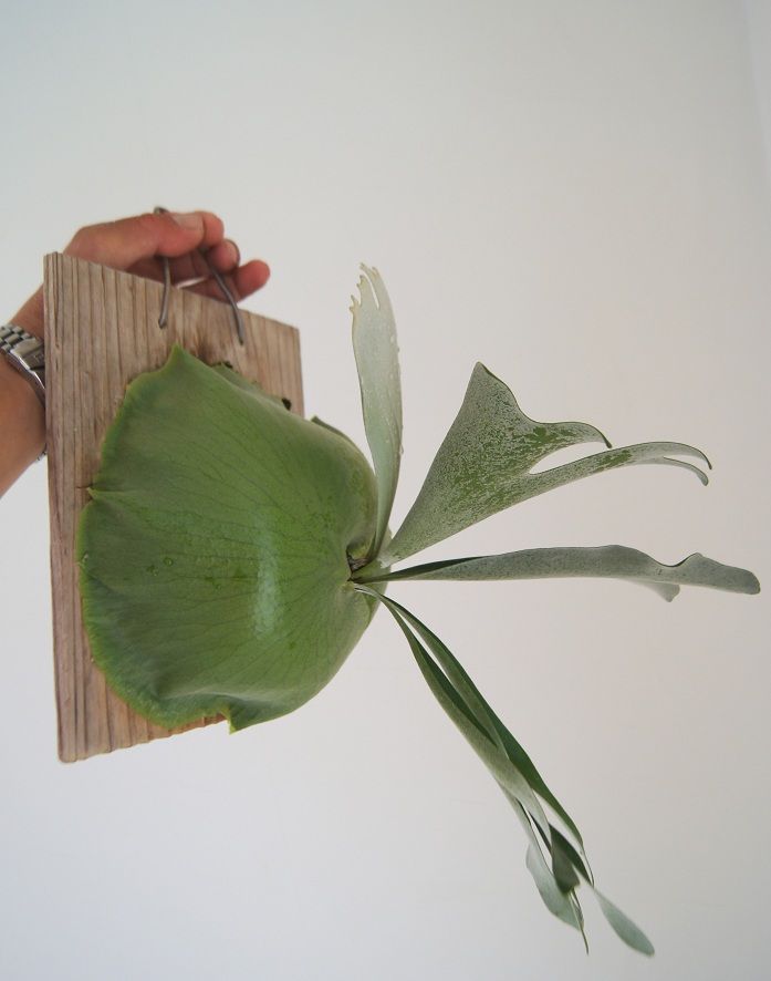 P.vassei ＃2. : fukuro