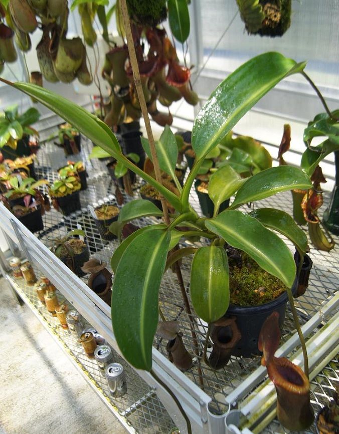 N.x trusmadiensis clone 2. : fukuro N.x trusmadiensis clone 2. : fukuro