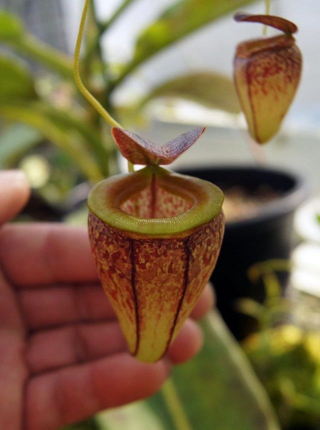 食虫植物N. tenuis BE (ネペンテステヌイス) 食虫植物N. tenuis BE (ネペンテステヌイス)