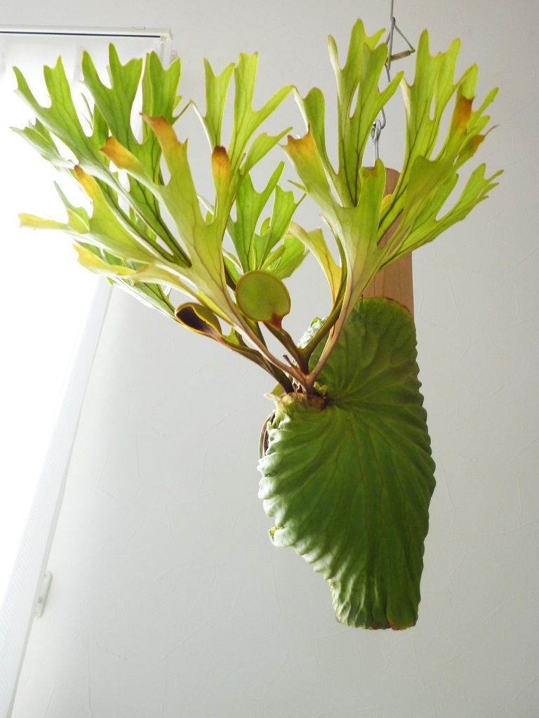 P.ridleyi Thin frond : fukuro