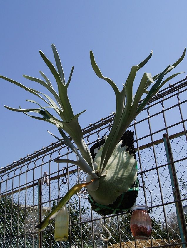 P.veitchii cv.Lemoinei : fukuro
