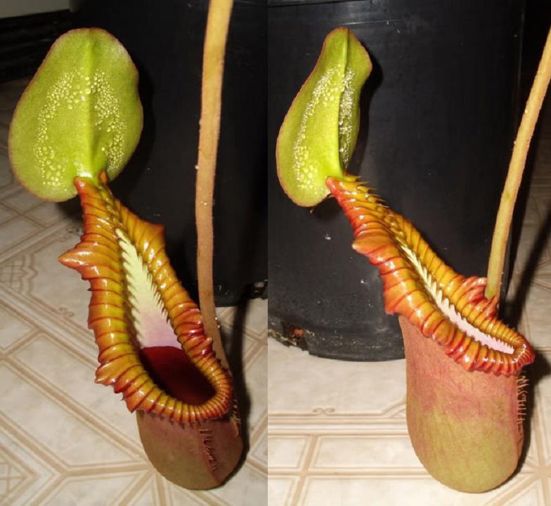 AW's N.macrophylla : fukuro