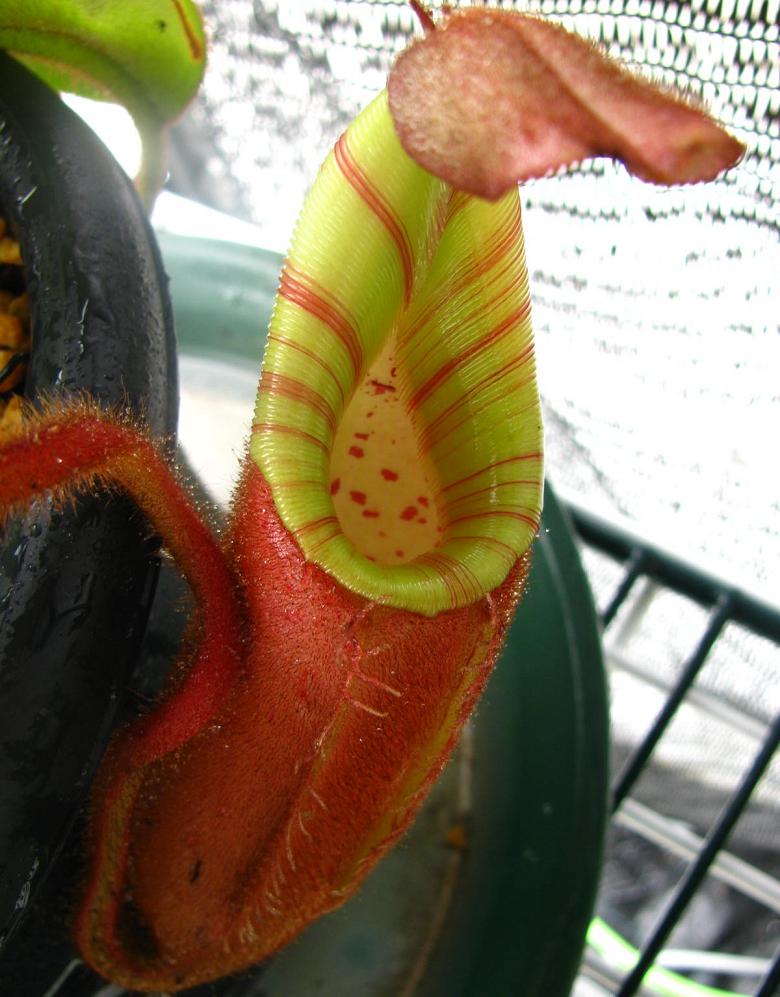 N.veitchii : fukuro