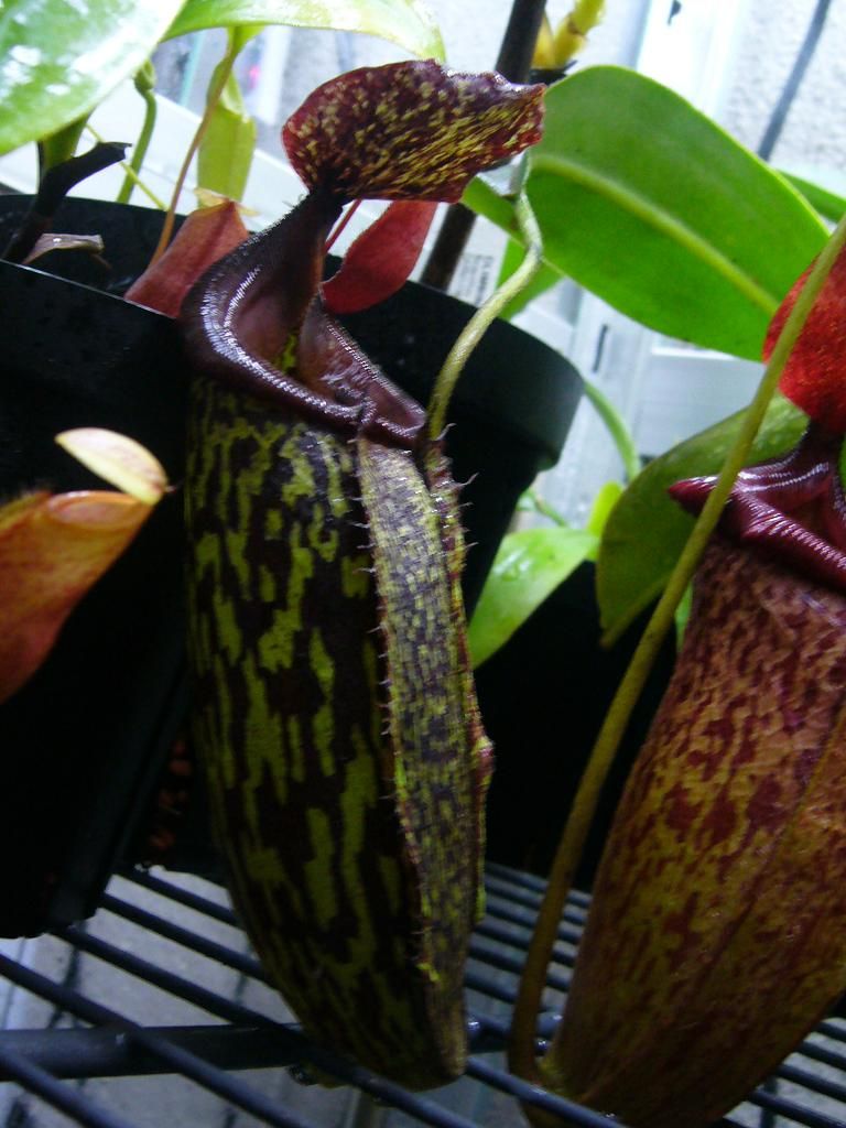 食虫植物ネペンテス N.maxima black (B) Nepenthes - × EP (p) 挿し木