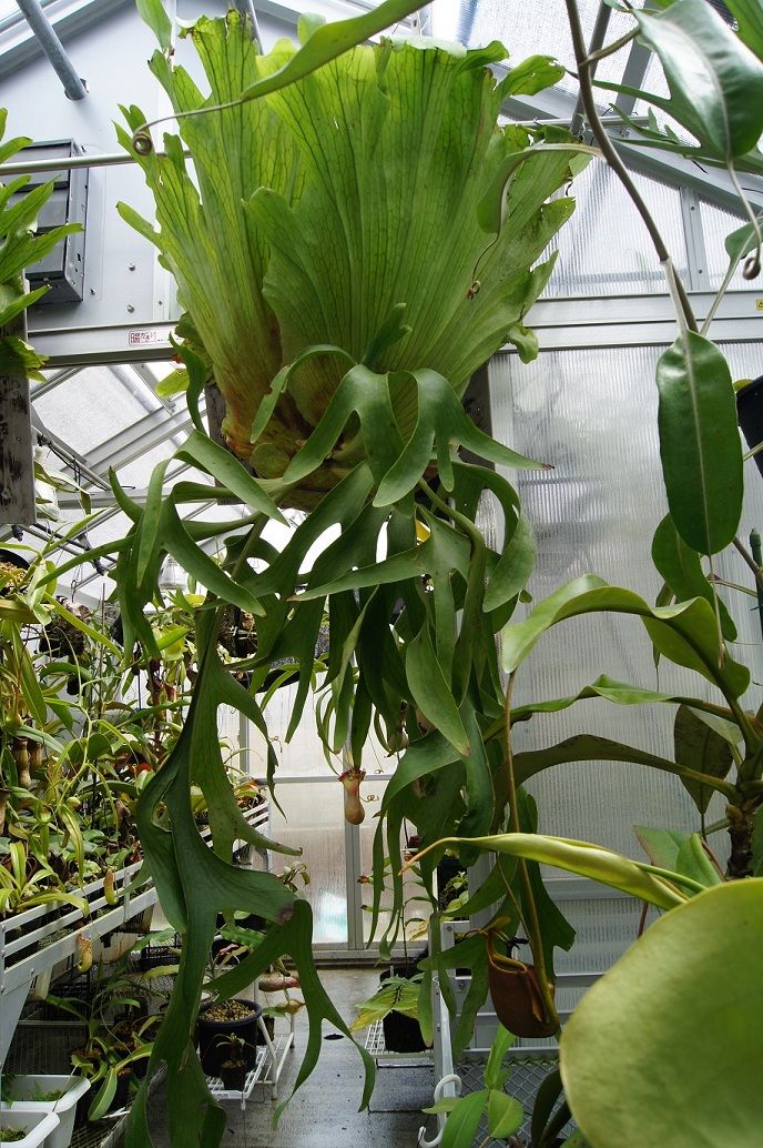 T*-様 P.コロナリウム Platycerium coronarium (原種 🌱Platycerium coronarium 'Wai Wai'🌱 From @katsu_hibino