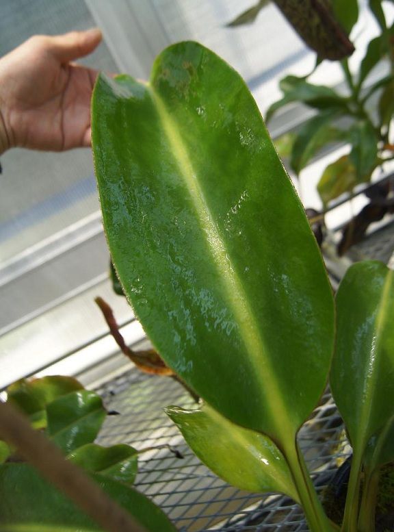 N.x trusmadiensis clone 2. : fukuro