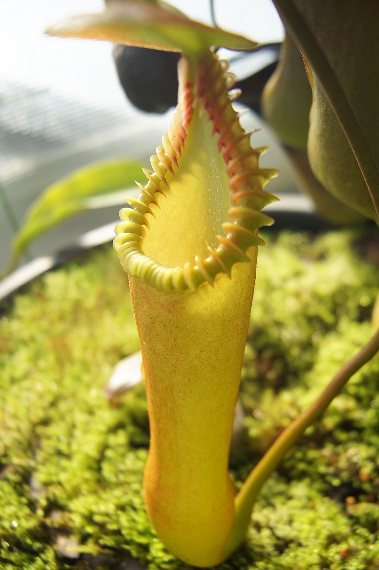 N.edwardsiana - yellow / G.Tambuyukon : fukuro