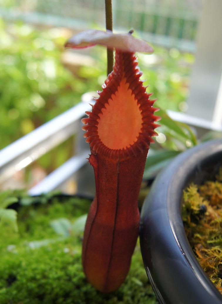 食虫植物N. villosa kinabalu 新品】Nepenthes villosa Mt. Kinabalu