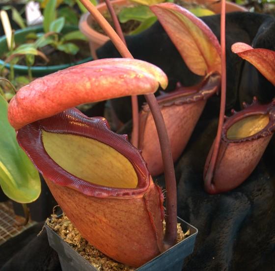 N Rajah Mr Jeremiah Fukuro