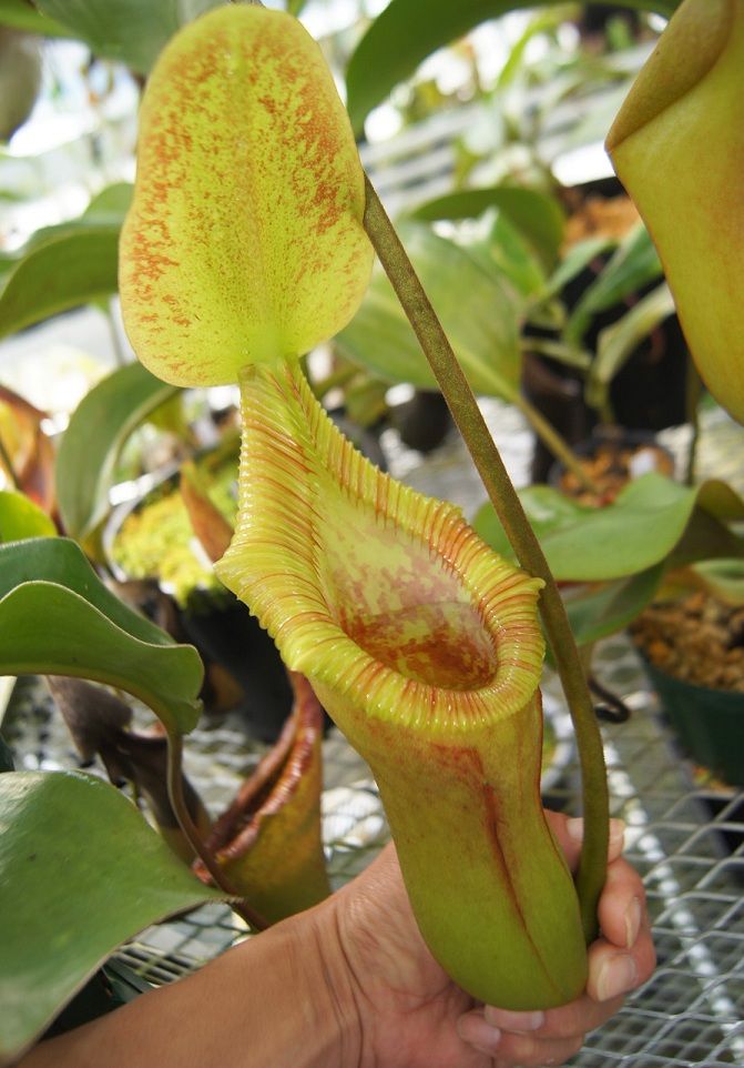 N.x trusmadiensis clone 2. : fukuro N.x trusmadiensis clone 2. : fukuro