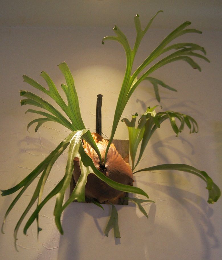 P.vassei ＃2. : fukuro