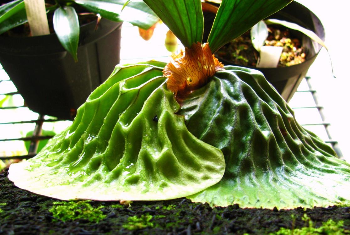 P.madagascariense : fukuro