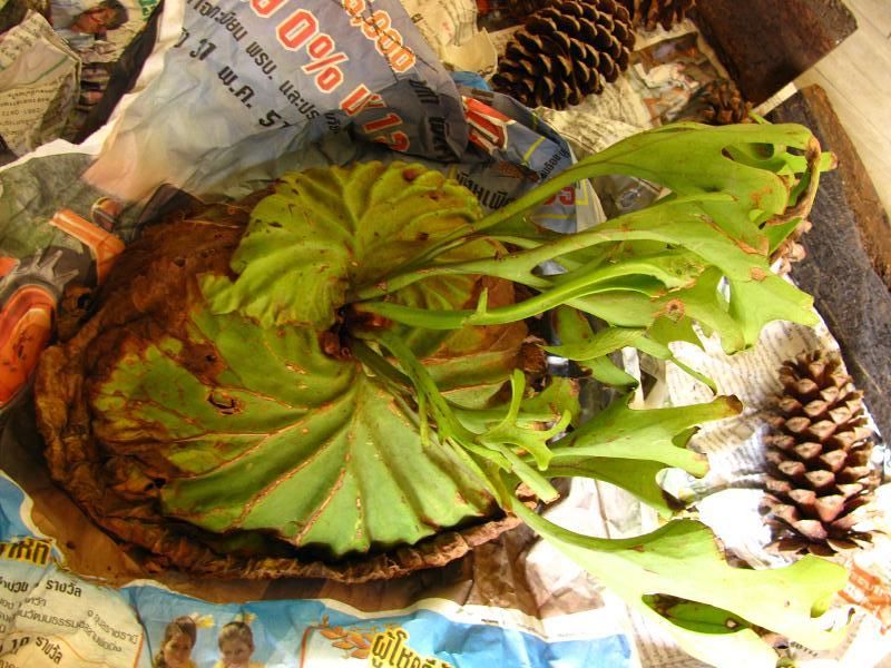 P.ridleyi ( WILD ) : fukuro