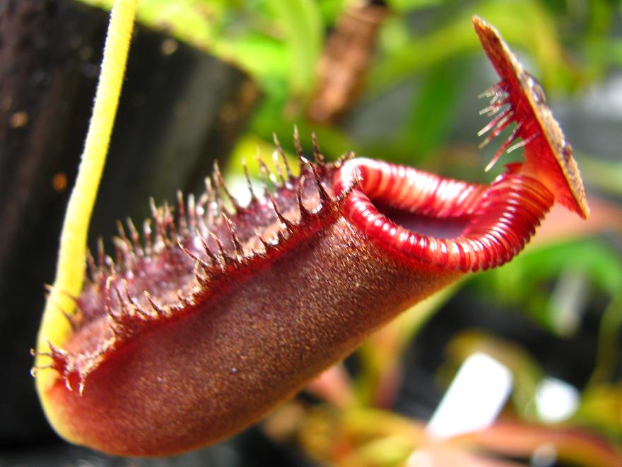 食虫植物N. lowii Kinabalu (ネペンテス　ローウィ) Nepenthes lowii - ネペンテス