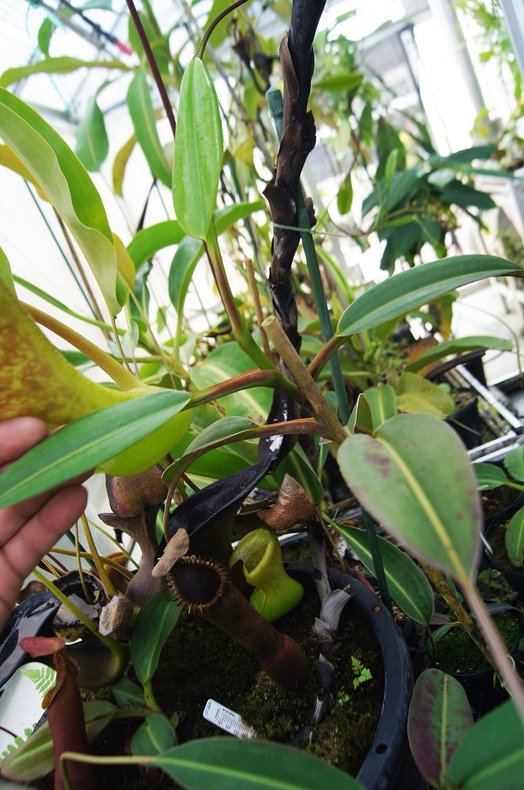 N.edwardsiana - yellow / G.Tambuyukon : fukuro