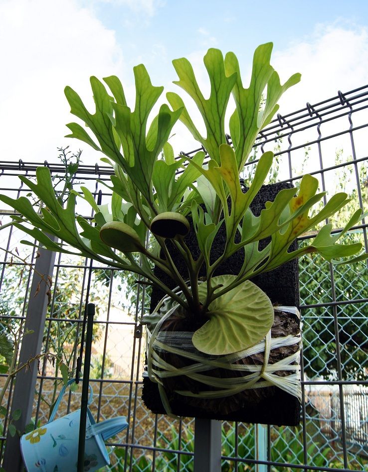 P.ridleyi / Myanmar : fukuro