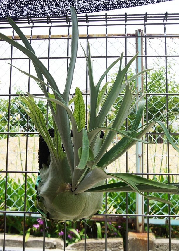P.veitchii cv.Lemoinei : fukuro