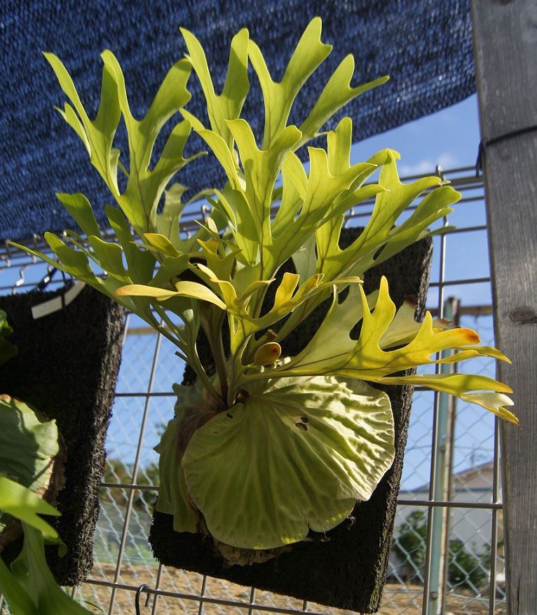 リドレイ(P. Ridleyi ) P.ridleyi / Myanmar : fukuro