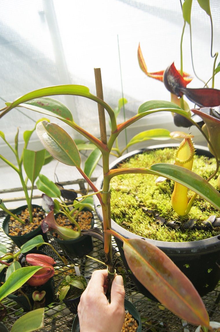 N.edwardsiana - yellow / G.Tambuyukon : fukuro