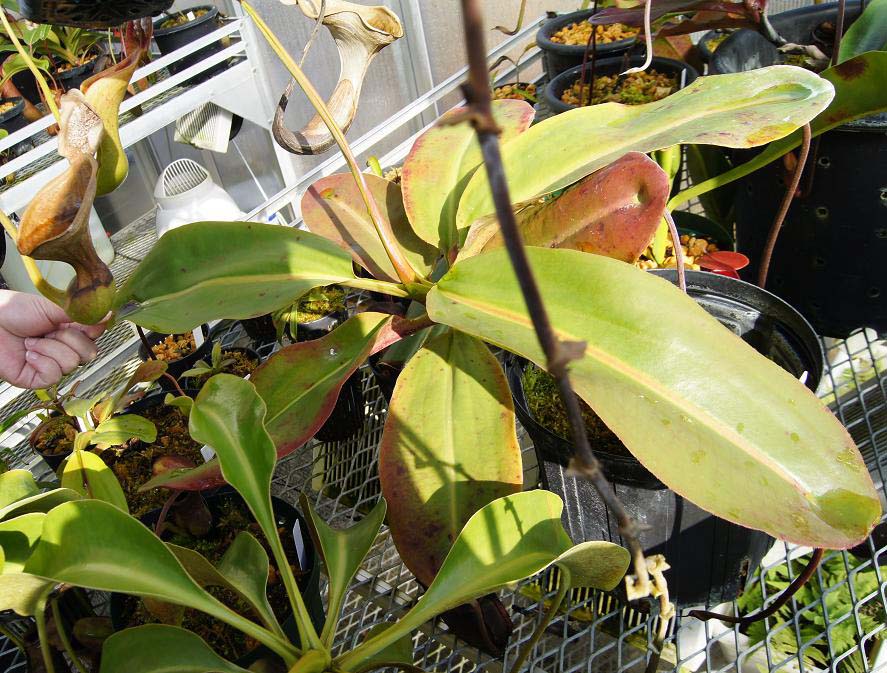 N.rajah ＃5. : fukuro