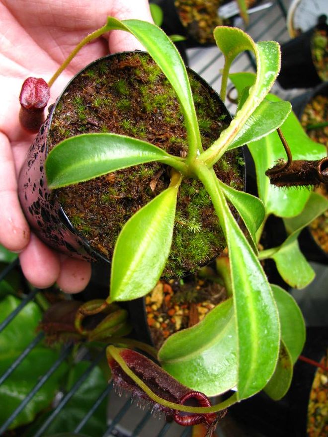食虫植物N. lowii Kinabalu (ネペンテス　ローウィ) Nepenthes lowii