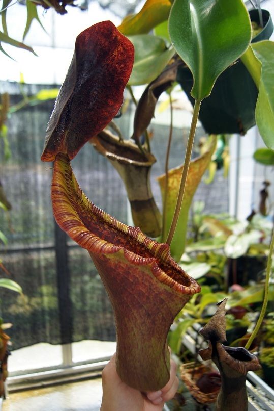 N . (truncata x peltata) x lowii 食虫植物 N . (truncata x peltata) x lowii 食虫植物 - メルカリ