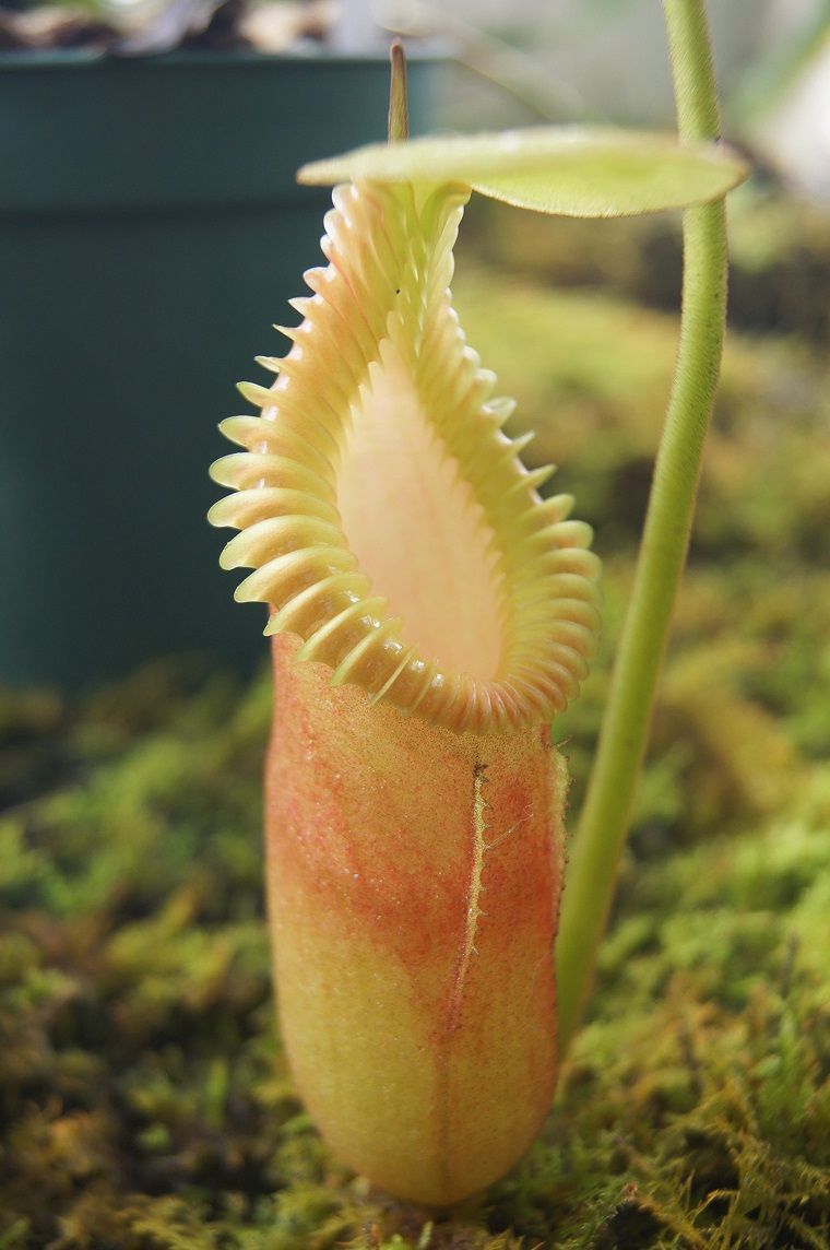 N.macrophylla ＃4. : fukuro