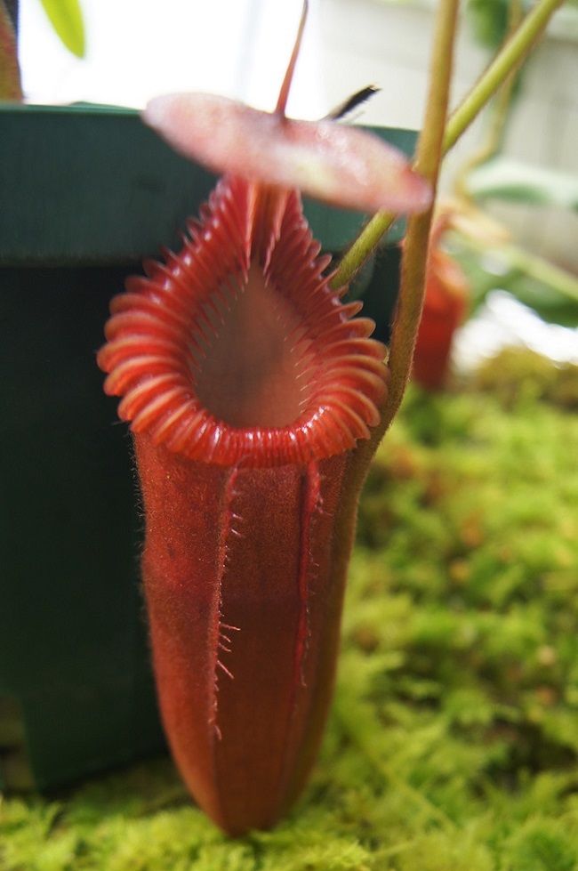 N.x harryana G.Tambuyukon : fukuro