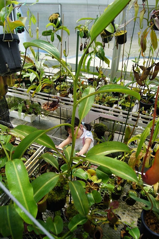 食虫植物N. xtrusmadensis AW clone:2 Nepenthes x trusmadiensis clone 1 #1 / N.hamata #3 / N.dubia #1