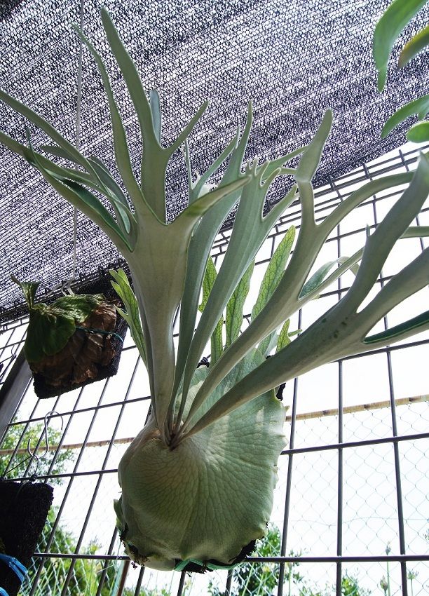 中株P. Veitchii cv Lemoinei Original. P.veitchii cv.Lemoinei : fukuro