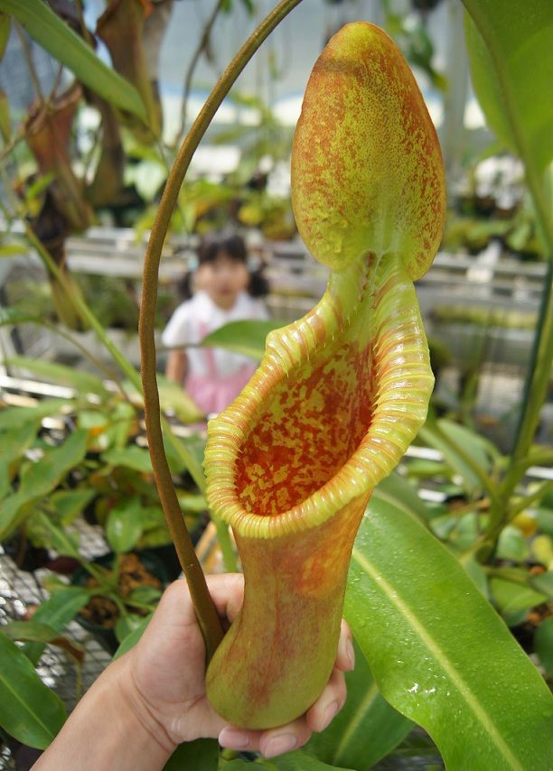 N.x trusmadiensis clone 2. : fukuro