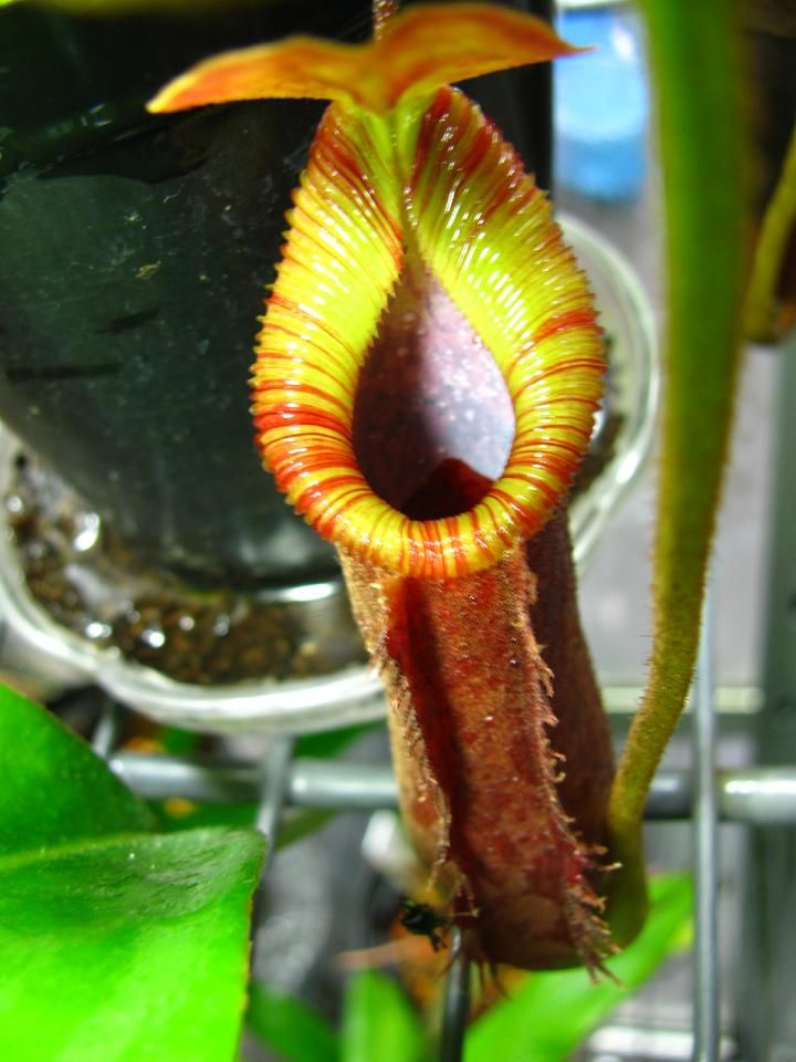 食虫植物N. xtrusmadensis AW clone:2 N.x trusmadiensis - BE clone2 : fukuro