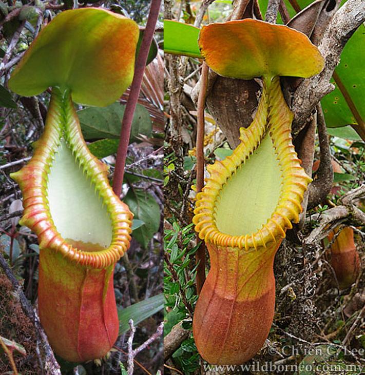 食虫植物N.macrophylla AW's N.macrophylla : fukuro