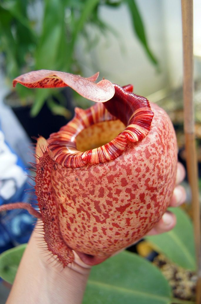 Phantom : Nepenthes peltata'yellow phantom' × villosa tambuyukon