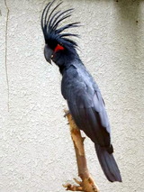 Palm_Cockatoo