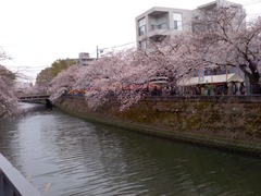 お花見2016_04_02 (3)