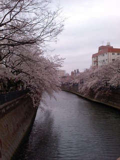 お花見2016_04_02 (1)