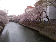 お花見2016_04_02 (2)