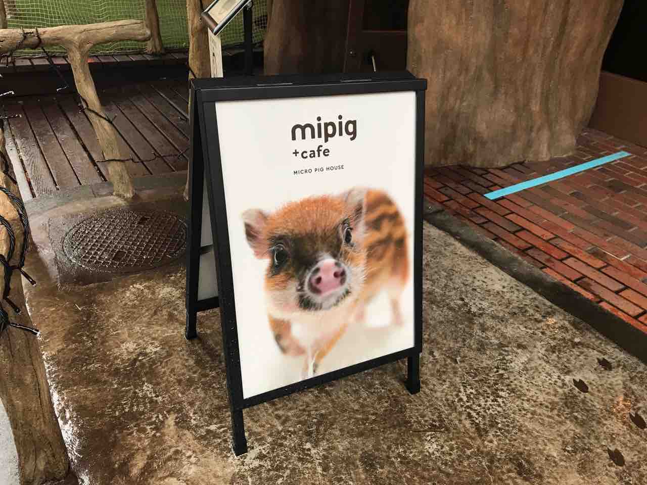原宿 めちゃくちゃ可愛い子に会いにmipig Cafe マイピッグカフェ に行ったよ ゲイのぶらぶら旅行記 原宿 めちゃくちゃ可愛い子に会いにmipig Cafe マイピッグカフェ に行ったよ ゲイのぶらぶら旅行記