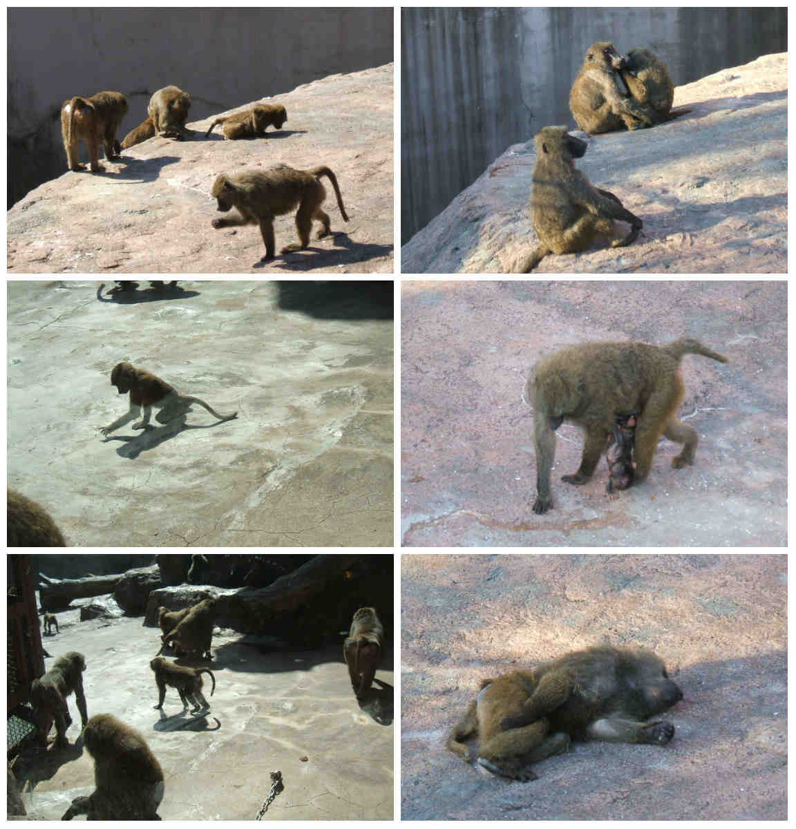 ゲイの鉄道マニア カシオペアの個人的趣味シャベレ場 デジカメギャラリー 73 06年9月23日 広島市交通科学館 安佐動物公園 中編