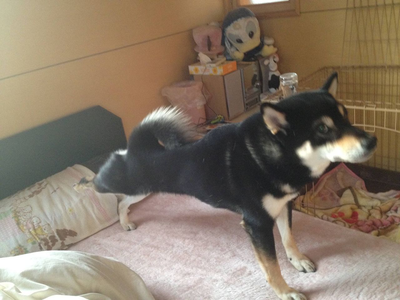 うちの犬が寝起きに んー って伸びするのがかわいい がぞろんvip うちの犬が寝起きに んー って伸びするのがかわいい がぞろんvip