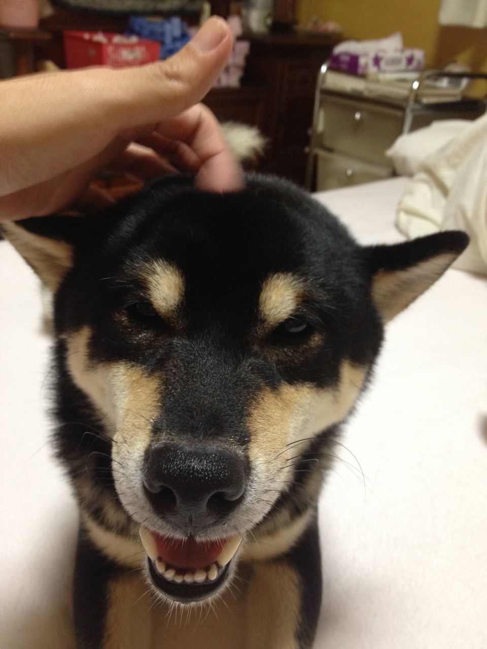 うちの犬が寝起きに んー って伸びするのがかわいい がぞろんvip うちの犬が寝起きに んー って伸びするのがかわいい がぞろんvip