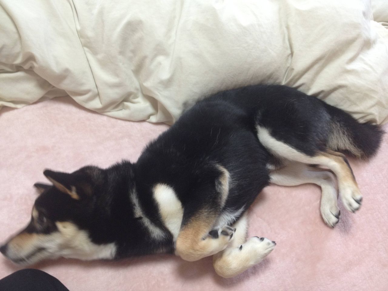 うちの犬が寝起きに んー って伸びするのがかわいい がぞろんｖｉｐ